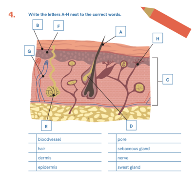 Cross section of skin